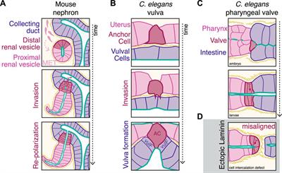 Won’t You be My Neighbor: How Epithelial Cells Connect Together to Build Global Tissue Polarity